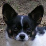 Segnjor Little Macho